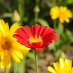 Bloemkool schoonmaken: zo pak je het snel en effectief aan