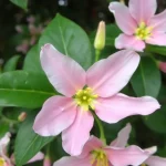 Kamperfoelie snoeien gids: zo houd je je plant gezond en bloeiend