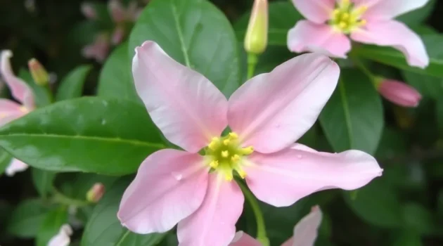 Kamperfoelie snoeien gids: zo houd je je plant gezond en bloeiend