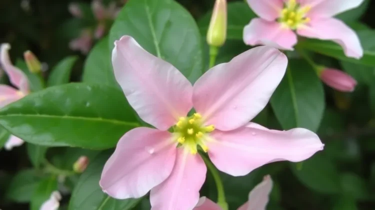Kamperfoelie snoeien gids: zo houd je je plant gezond en bloeiend