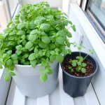 Starten met een kruidentuin op je balkon: zo pak je het aan